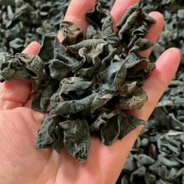 木耳菌类毛木耳加重木耳现货供应