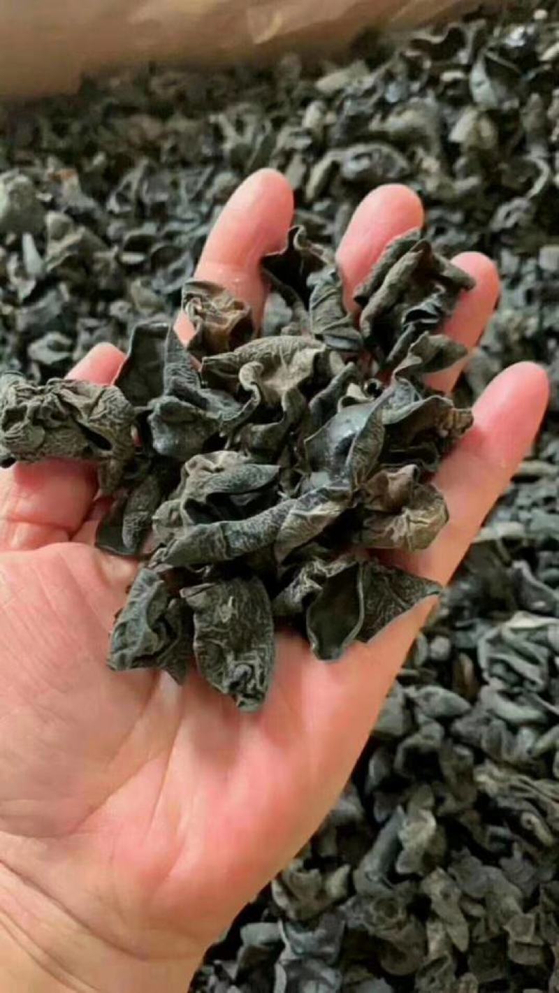 木耳菌类毛木耳加重木耳现货供应