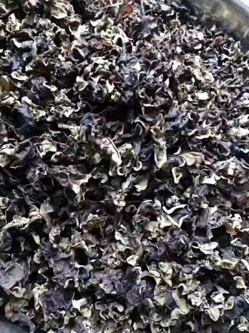 木耳菌类毛木耳加重木耳现货供应