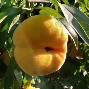 蒙阴土豪油蟠桃