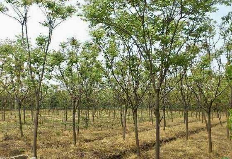 【栾树基地】直销规格齐全质量保证可视频看货