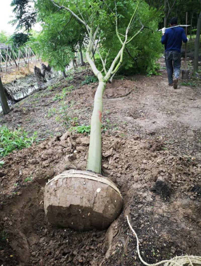 【栾树基地】直销规格齐全质量保证可视频看货