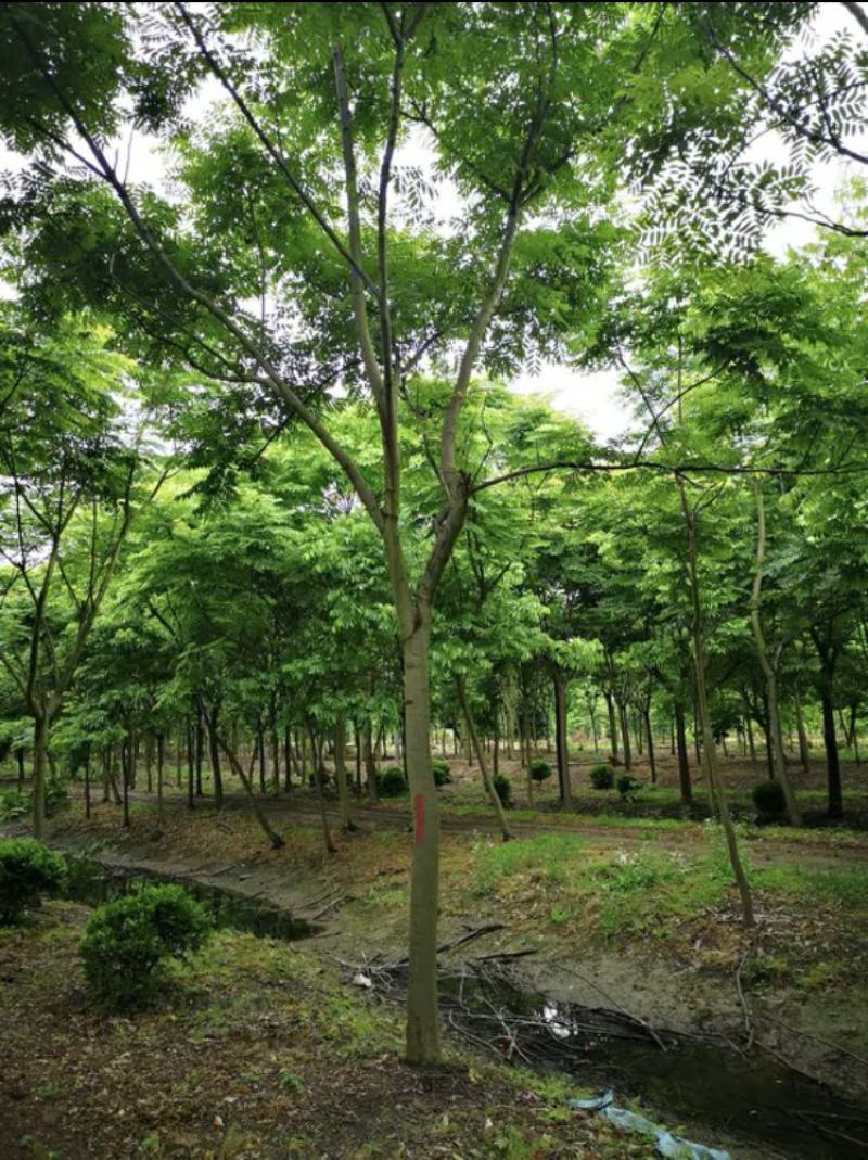【栾树基地】直销规格齐全质量保证可视频看货