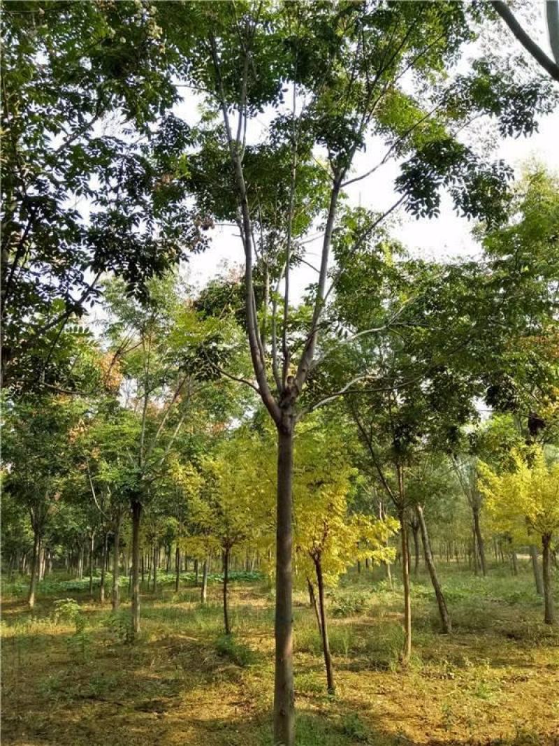 【栾树基地】直销规格齐全质量保证可视频看货
