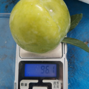 桃花李，2角到9角大量供应，有需要大量的老板联系