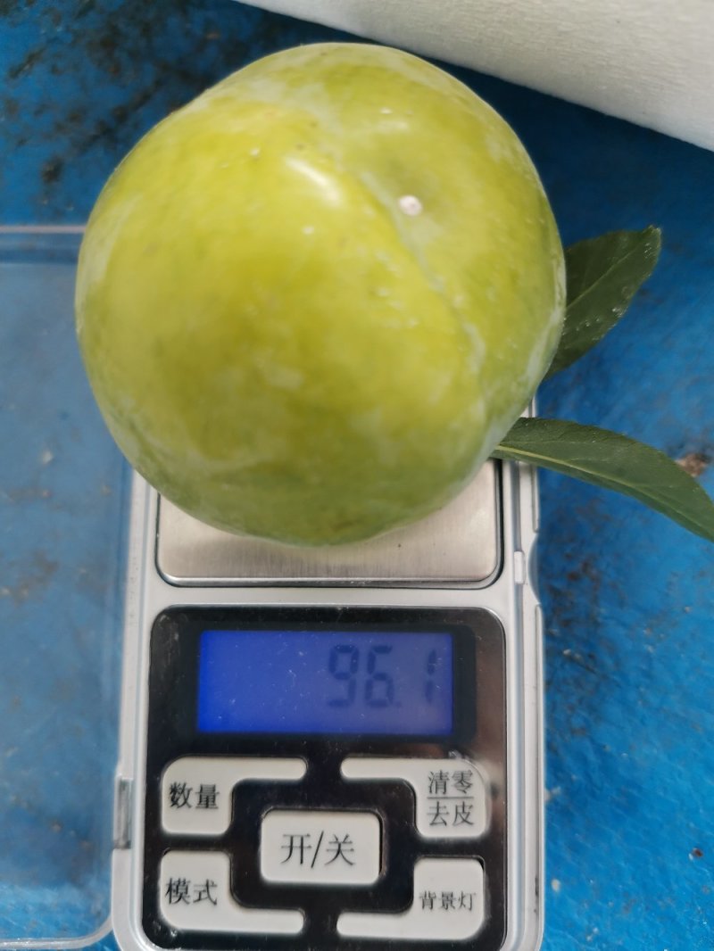 桃花李，2角到9角大量供应，有需要大量的老板联系