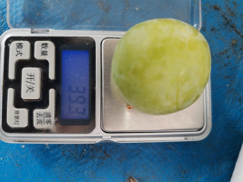 桃花李，2角到9角大量供应，有需要大量的老板联系