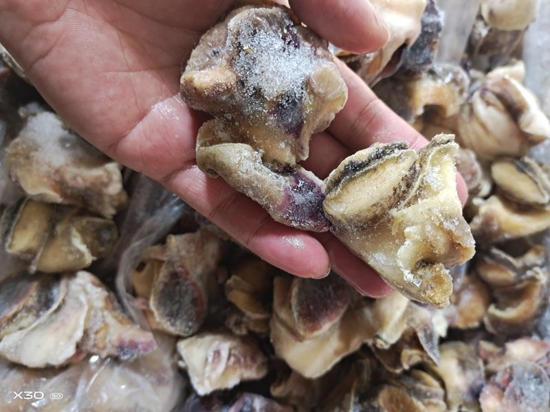 海螺肉单冻干冰活壳加工，新鲜度好