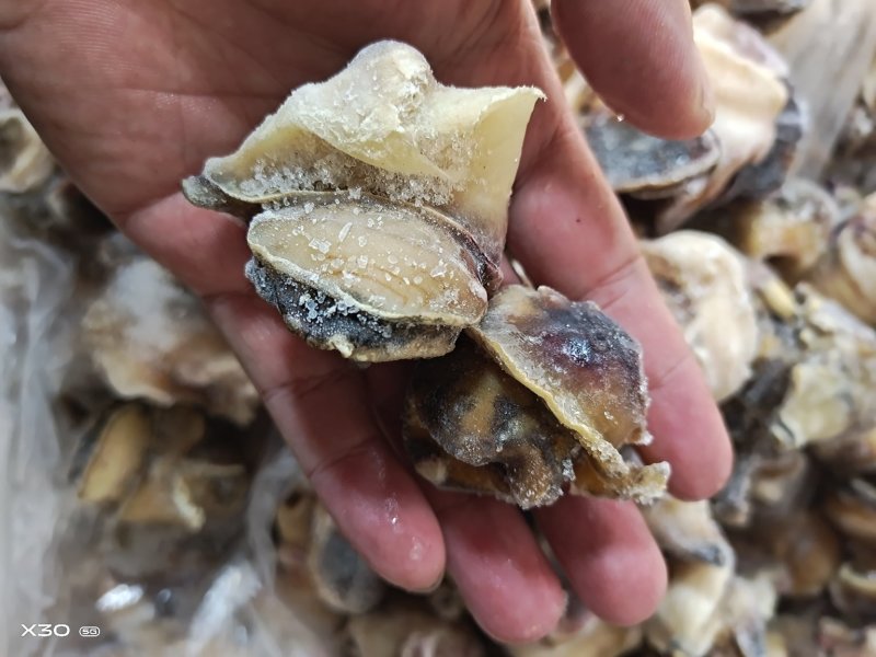 海螺肉单冻干冰活壳加工，新鲜度好