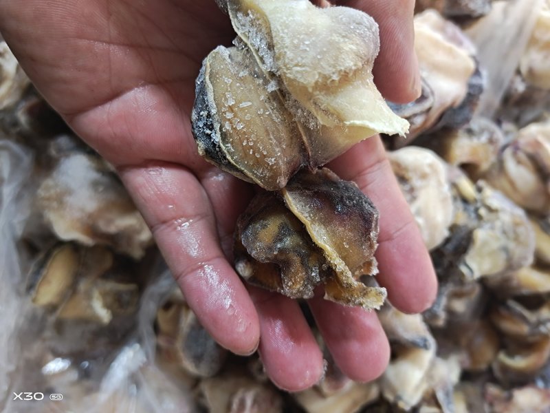 海螺肉单冻干冰活壳加工，新鲜度好