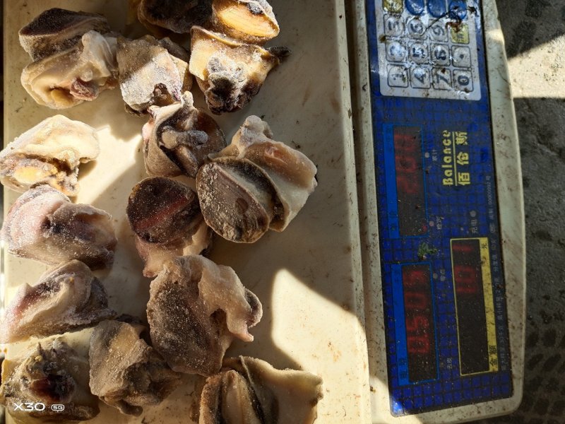 海螺肉单冻干冰活壳加工，新鲜度好