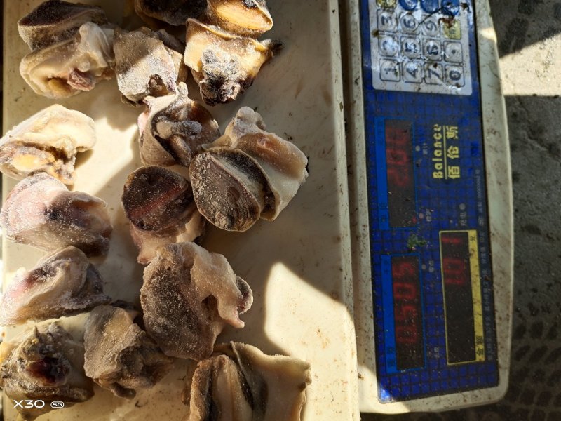 海螺肉单冻干冰活壳加工，新鲜度好