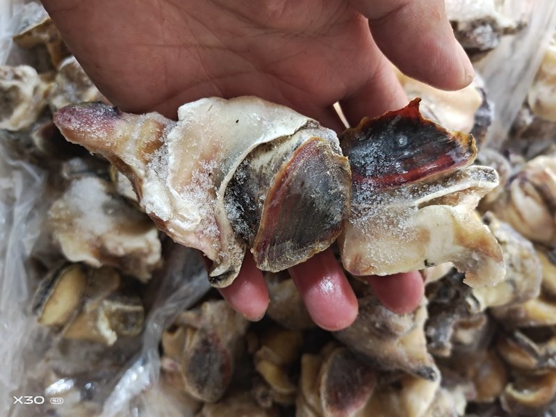 海螺肉单冻干冰活壳加工，新鲜度好