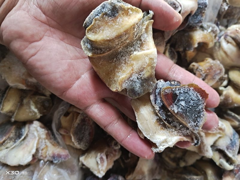 海螺肉单冻干冰活壳加工，新鲜度好