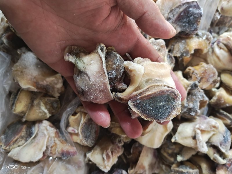 海螺肉单冻干冰活壳加工，新鲜度好
