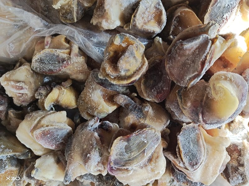 海螺肉单冻干冰活壳加工，新鲜度好