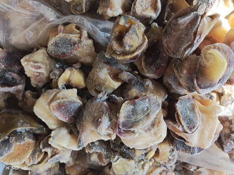海螺肉单冻干冰活壳加工，新鲜度好