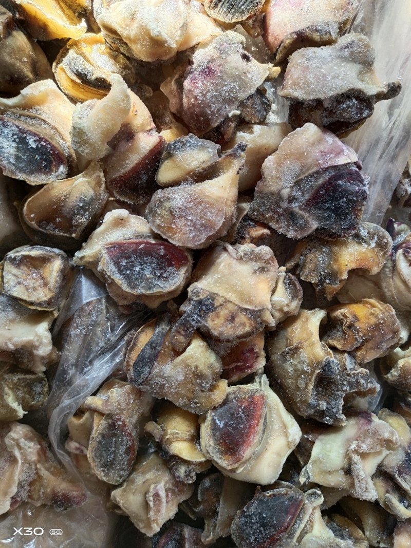 海螺肉单冻干冰活壳加工，新鲜度好