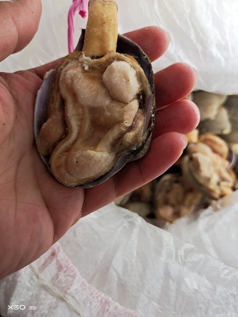 半壳天鹅蛋干冰货又叫狼贝