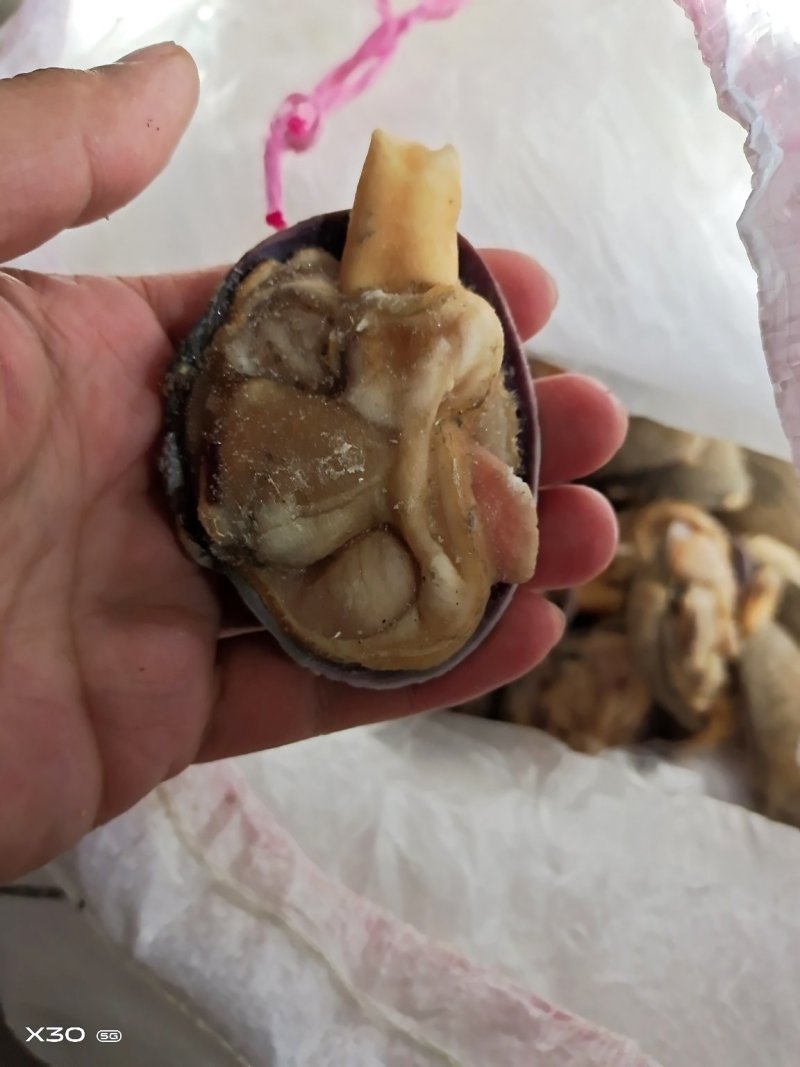 半壳天鹅蛋干冰货又叫狼贝
