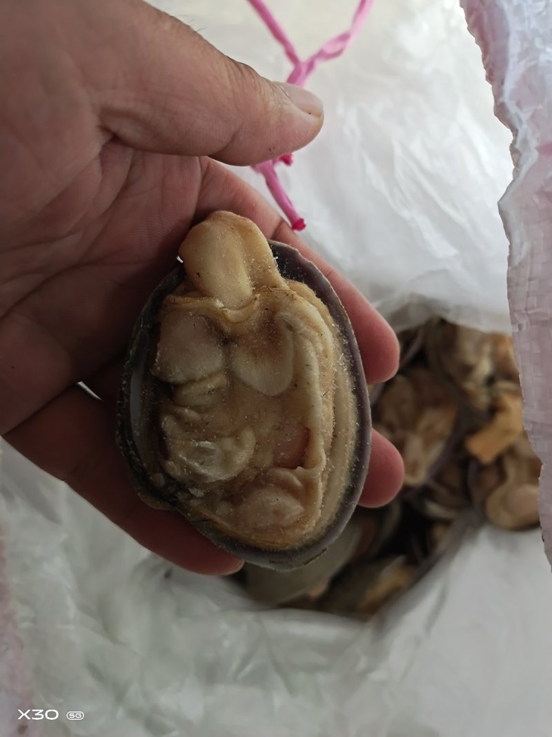 半壳天鹅蛋干冰货又叫狼贝