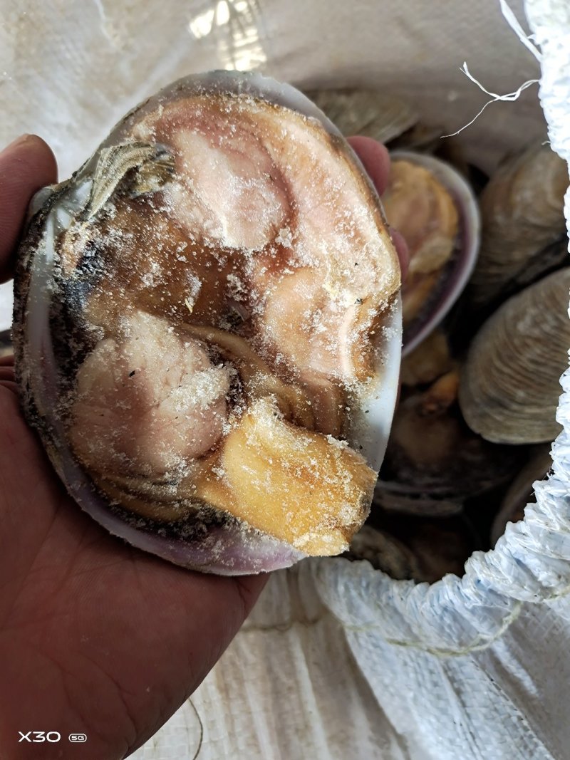 半壳天鹅蛋干冰货又叫狼贝
