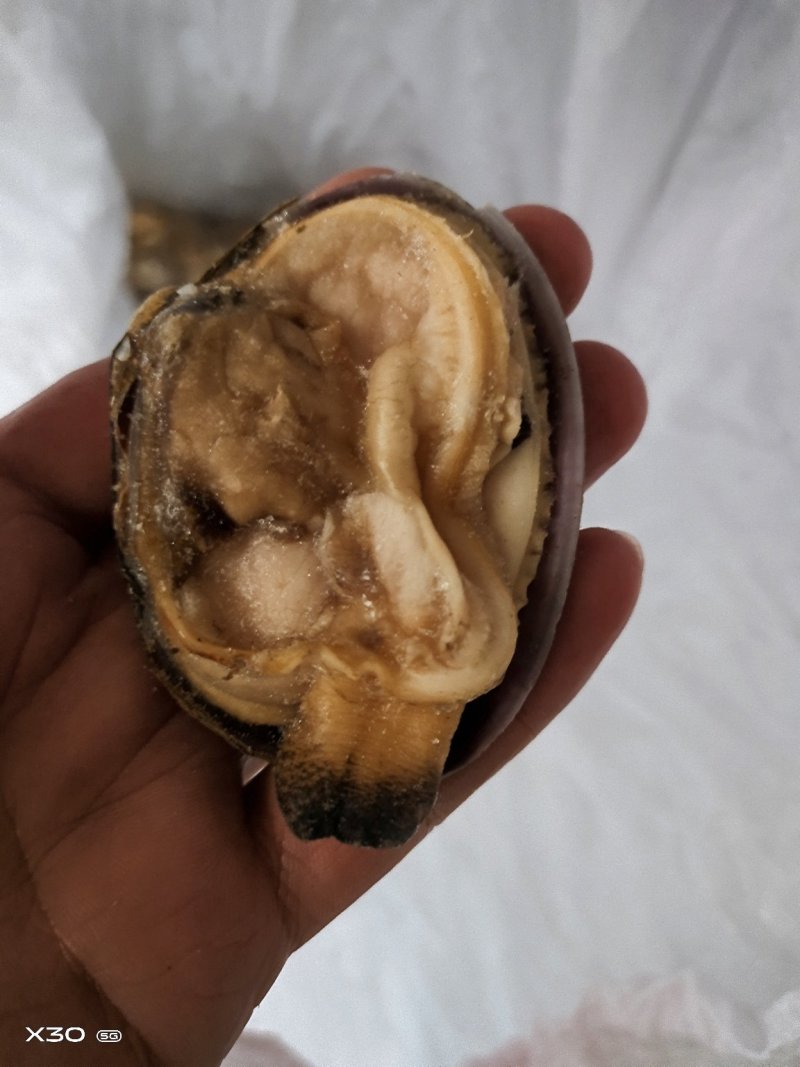 半壳天鹅蛋干冰货又叫狼贝