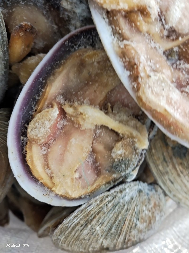 半壳天鹅蛋干冰货又叫狼贝