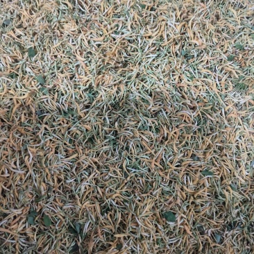 纯野生金银花