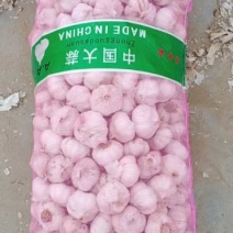 河南干蒜紫皮大蒜，电商，市场货，腌制厂货，需要的提前联系