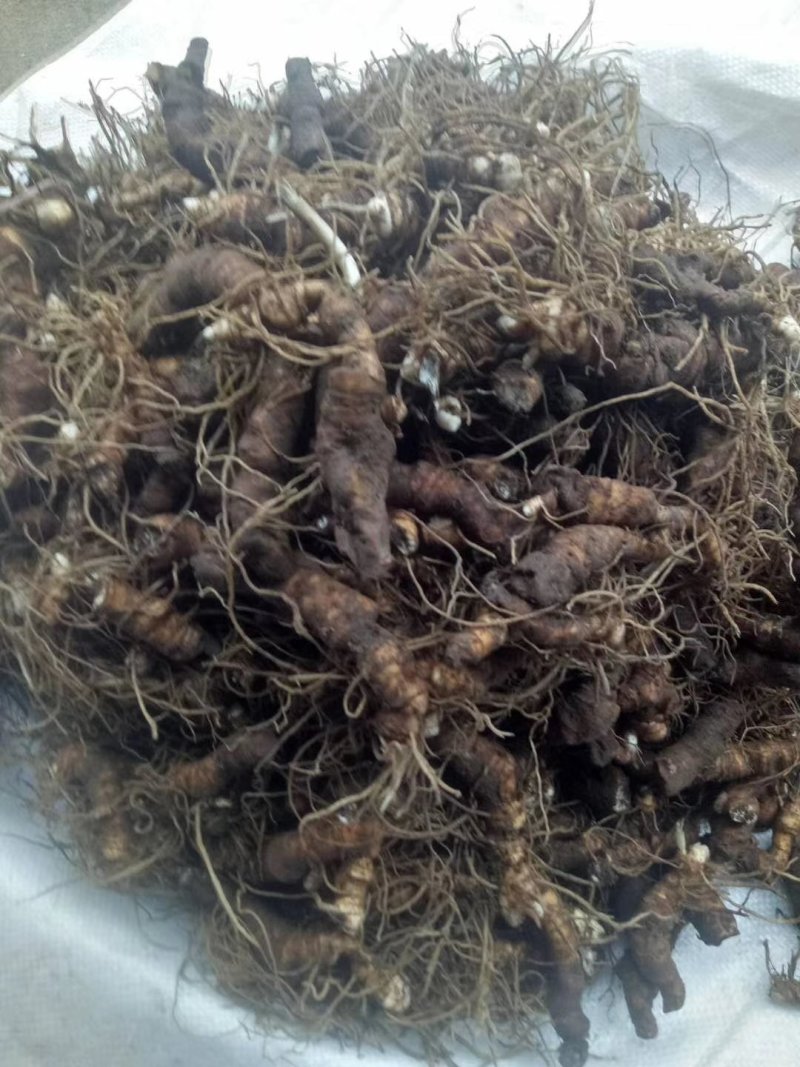 浙江省舟山群岛农夫野生三叶青鲜货中药全草