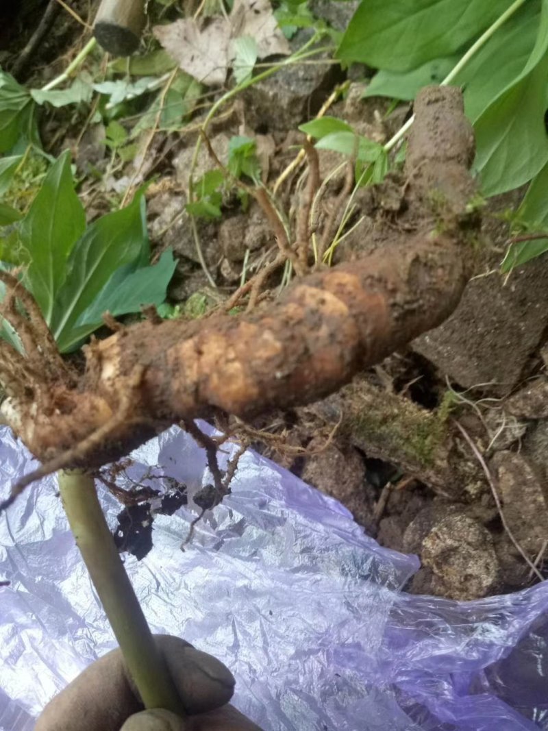 浙江省舟山群岛农夫野生三叶青鲜货中药全草