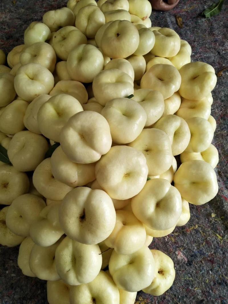 紫金，彩虹蟠桃，中蟠十一，，黄油蟠桃，白油蟠桃。