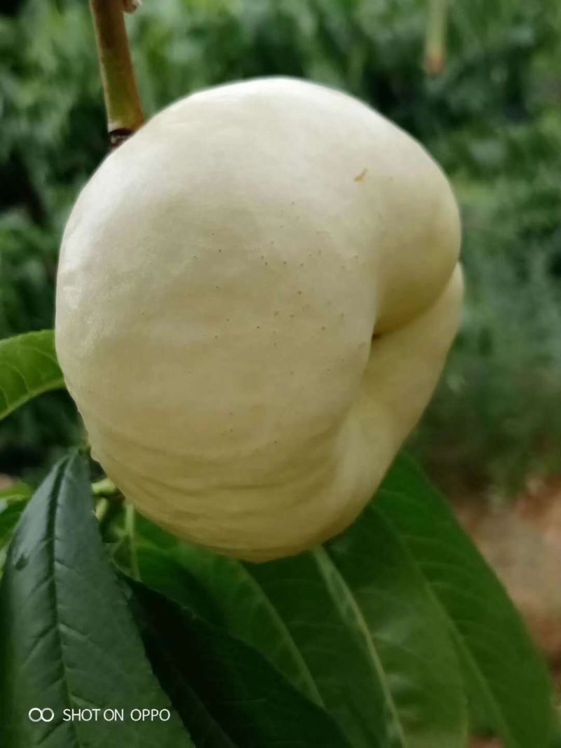 紫金，彩虹蟠桃，中蟠十一，，黄油蟠桃，白油蟠桃。