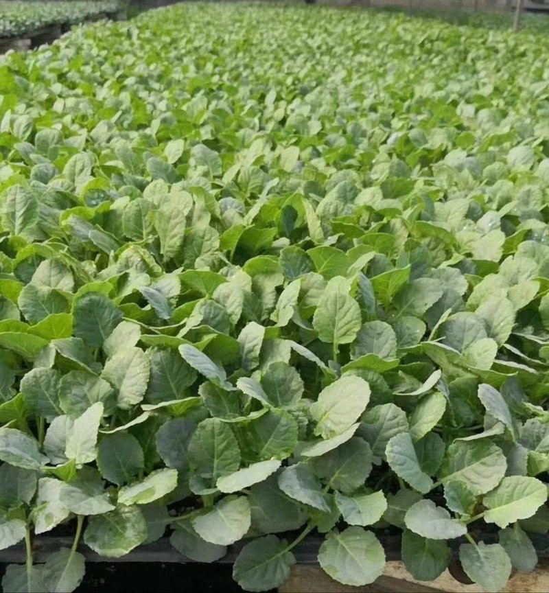 甘蓝苗包菜苗卷心菜苗宽心菜苗绿包菜苗现货直发