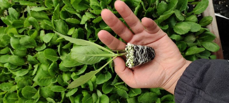 甘蓝苗包菜苗卷心菜苗宽心菜苗绿包菜苗现货直发