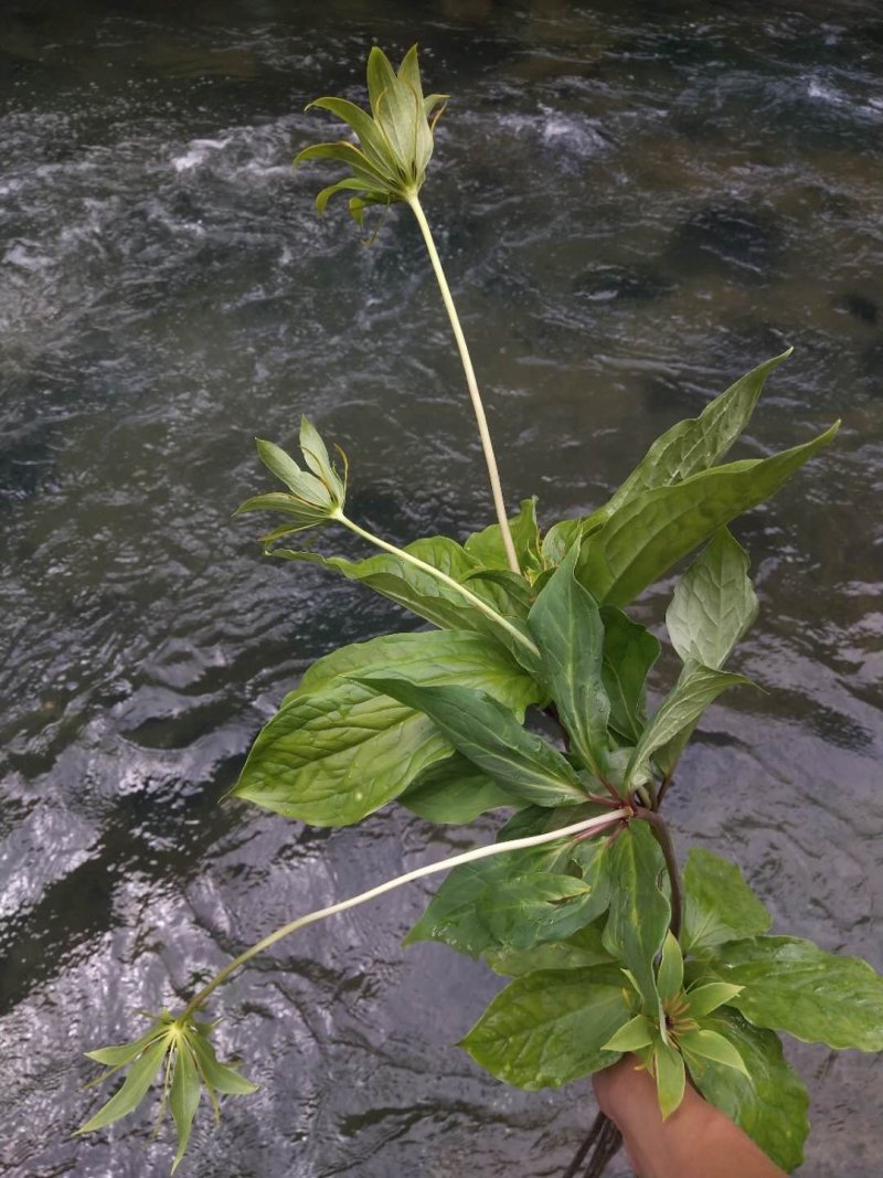 七叶一枝花