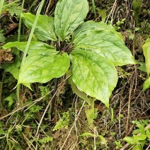 七叶一枝花