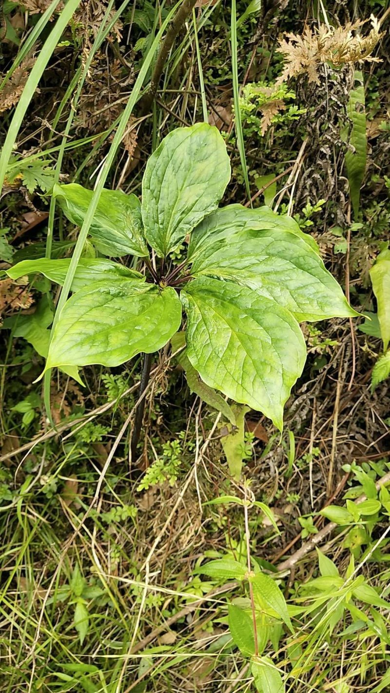 七叶一枝花