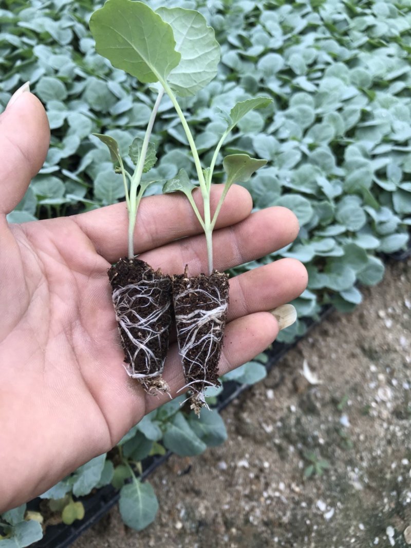 西兰花苗炎秀西兰花苗耐寒西蓝花苗现货直发