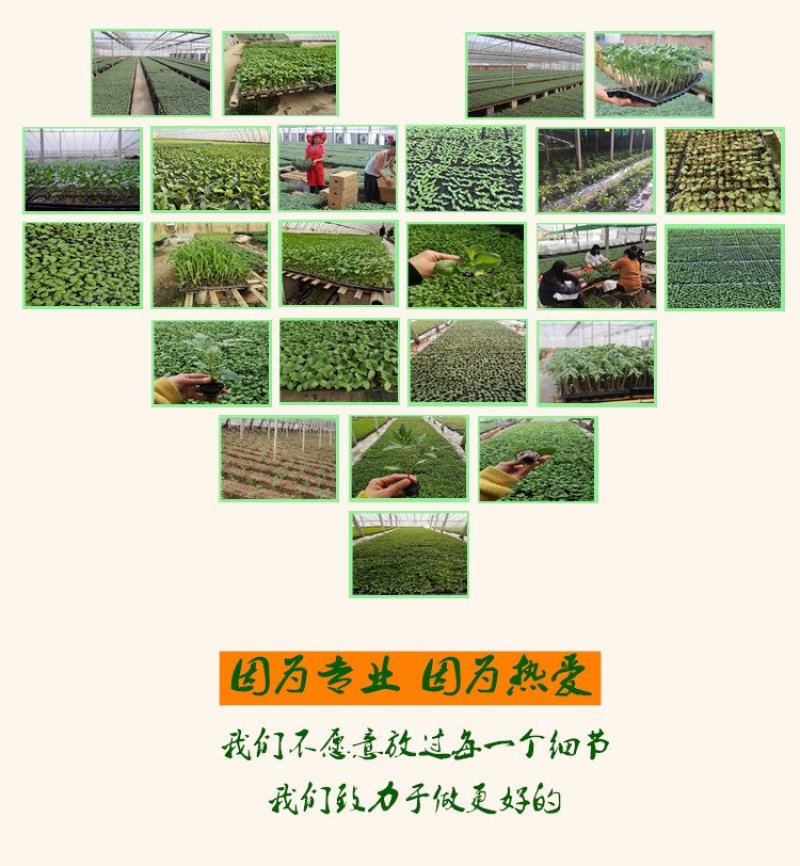 西兰花苗炎秀西兰花苗耐寒西蓝花苗现货直发