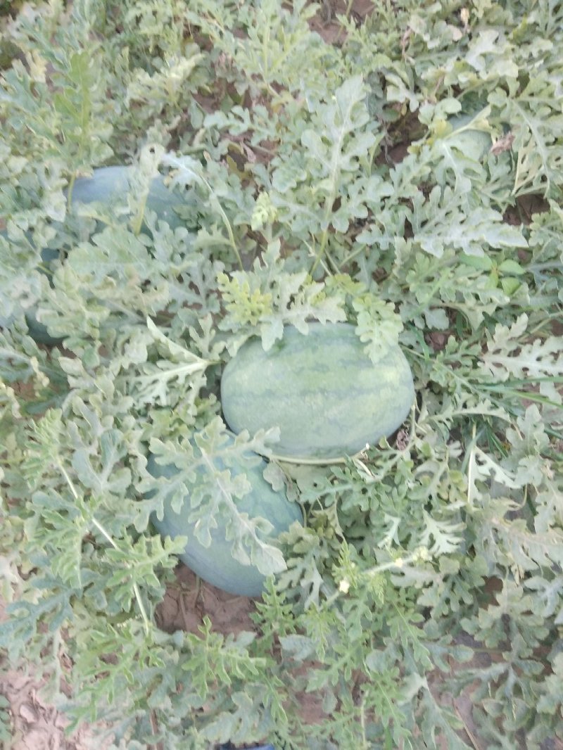 龙卷风大西瓜