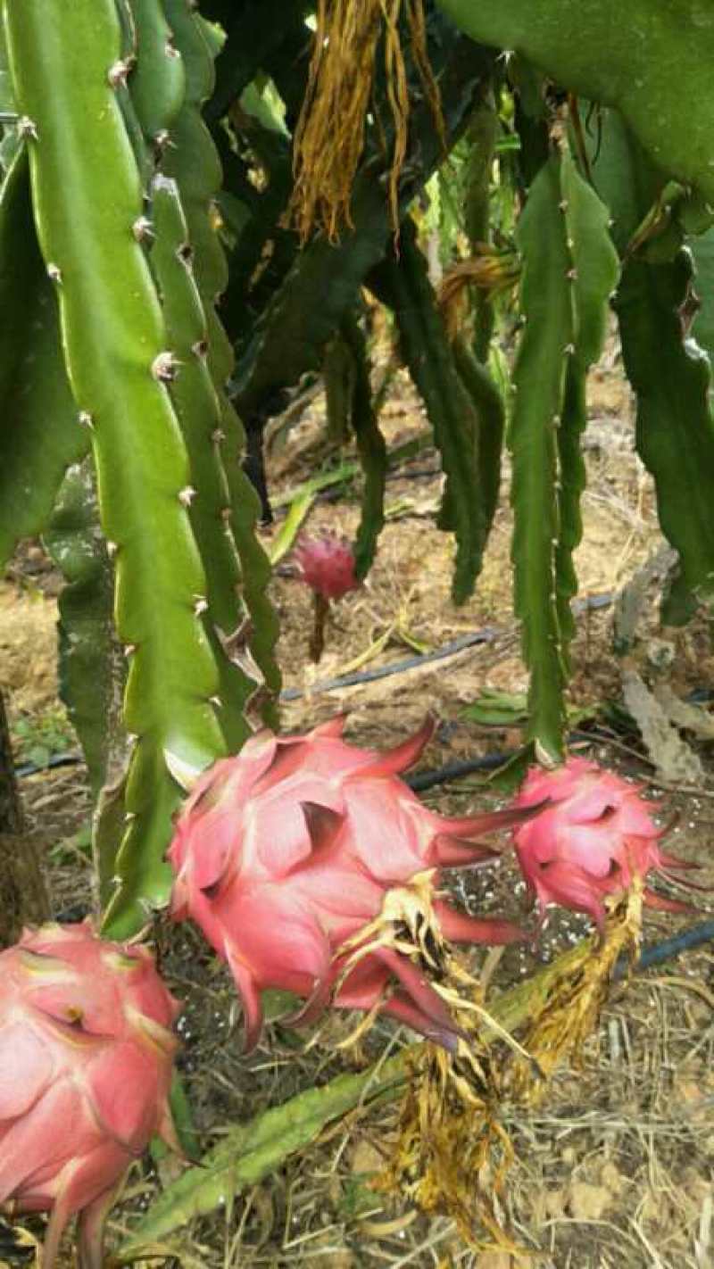 火龙果