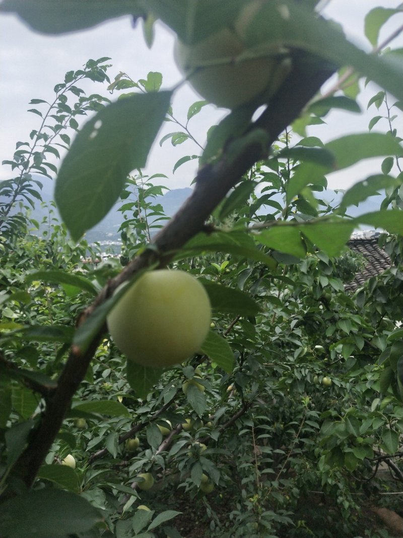 桃花李，阳光汉源，阳光果源，大自然的滋养。给您甜甜美美