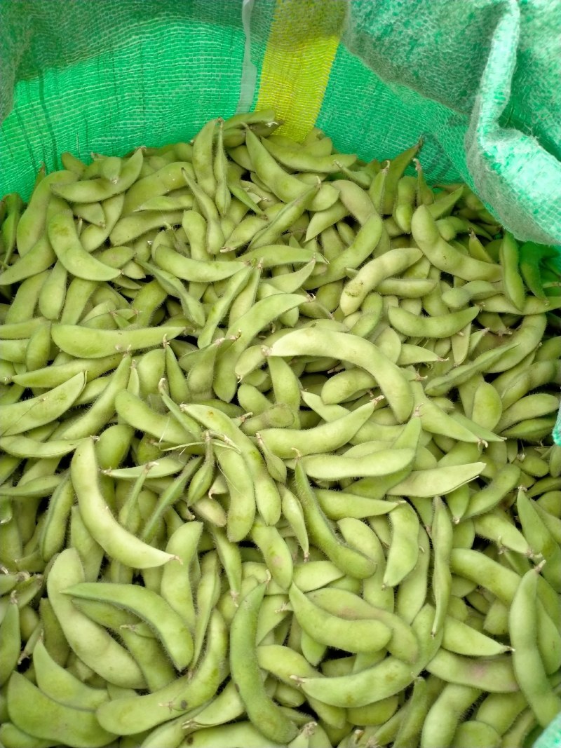 河北永年精品毛豆颗粒饱满高品质代发全国