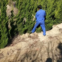 【大小龙柏产地批发】龙柏工程苗量大从优可视频看货