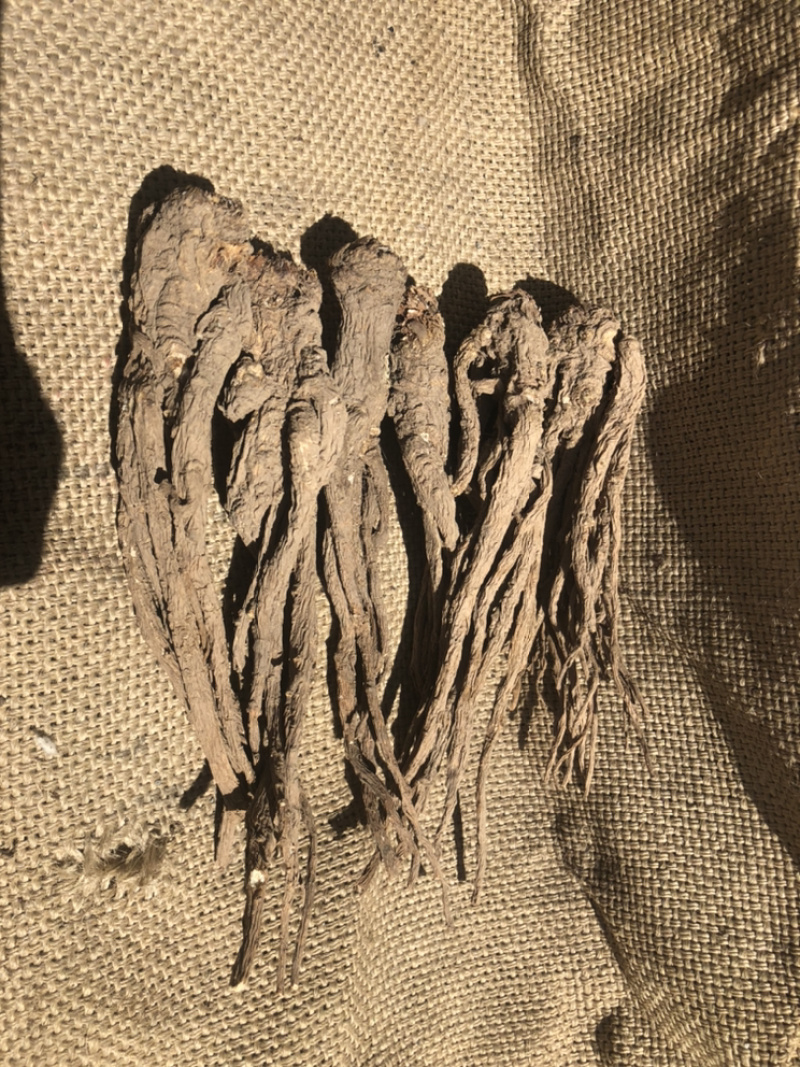 【推荐】甘肃当归圆片，当归片，当归头片，产地批发