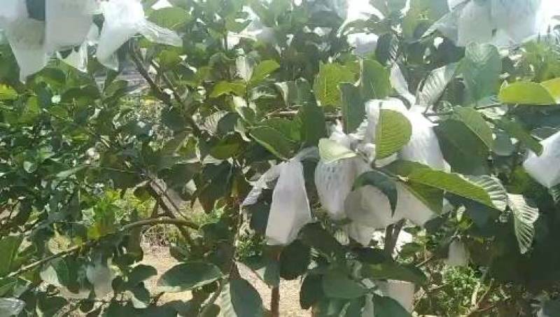 番石榴无籽少核红宝石芭乐当季现果基地直发