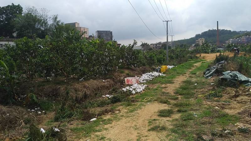 番石榴无籽少核红宝石芭乐当季现果基地直发