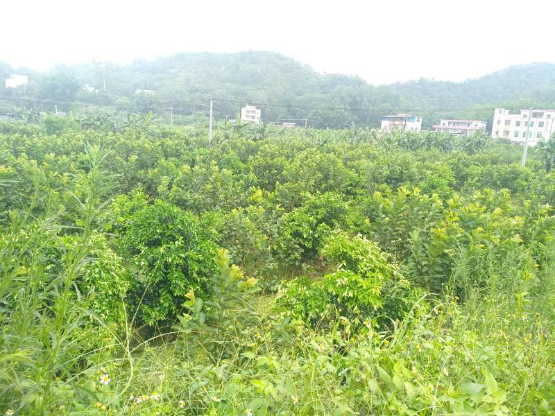 番石榴无籽少核红宝石芭乐当季现果基地直发